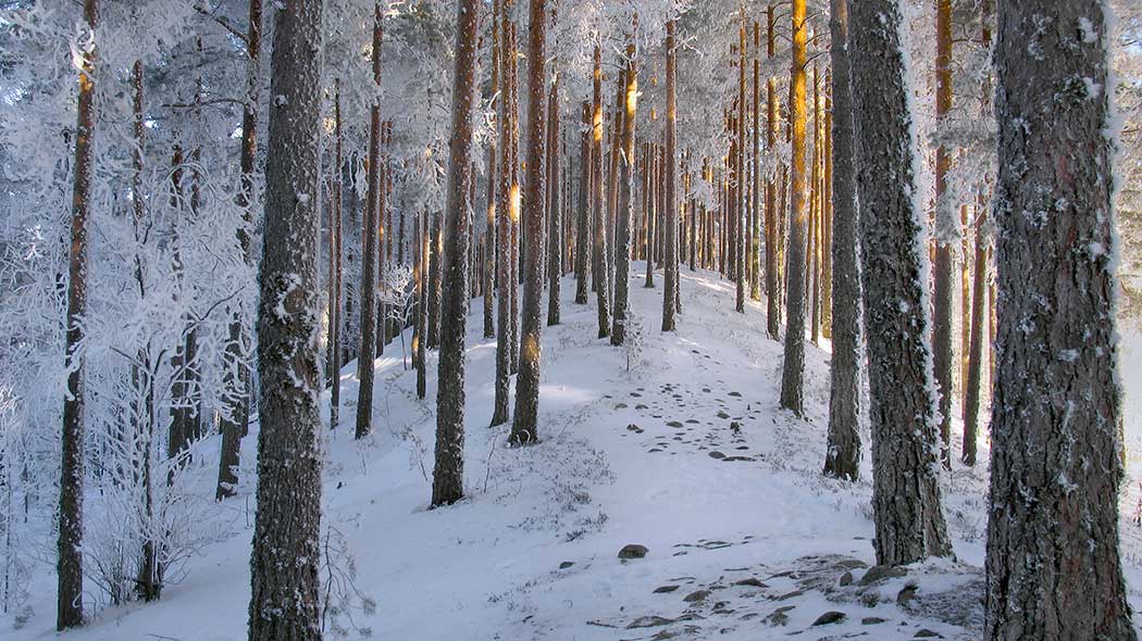 A path in a snowy forest, on top of a ridge.
