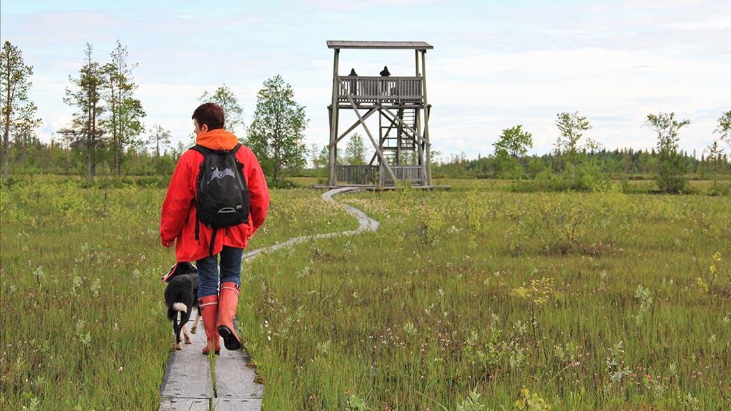 A hiker with a dog walking along duckboards leading to the bird-watching tower.