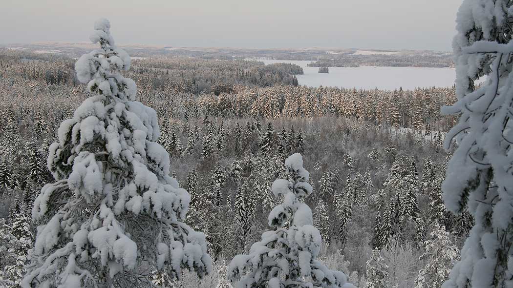 A view from the top of a hill. The treetops are covered with snow.