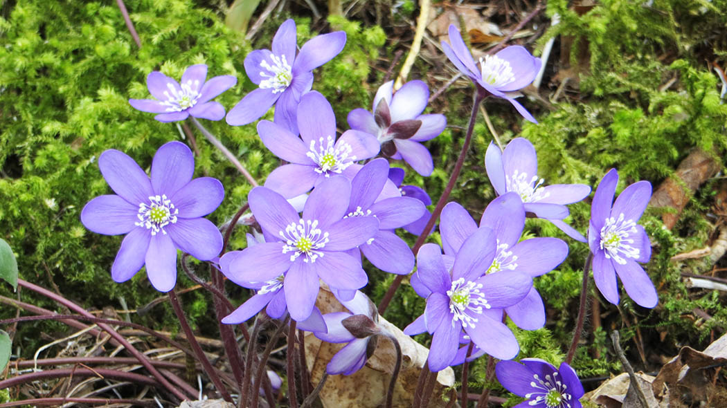 Blue anemones are blooming.