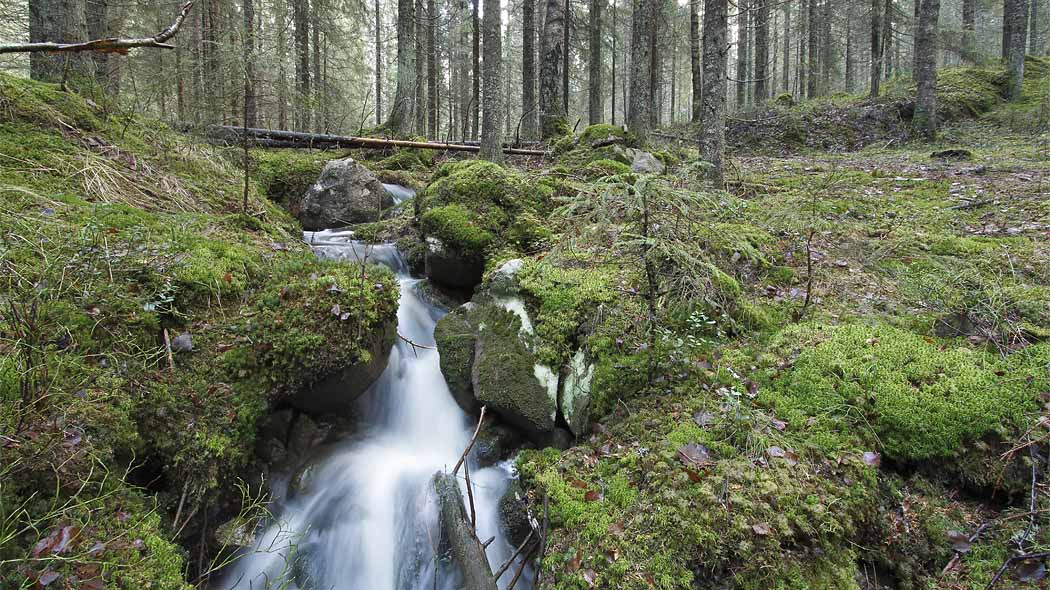 A small stream flows through mossy rocks in the forest.