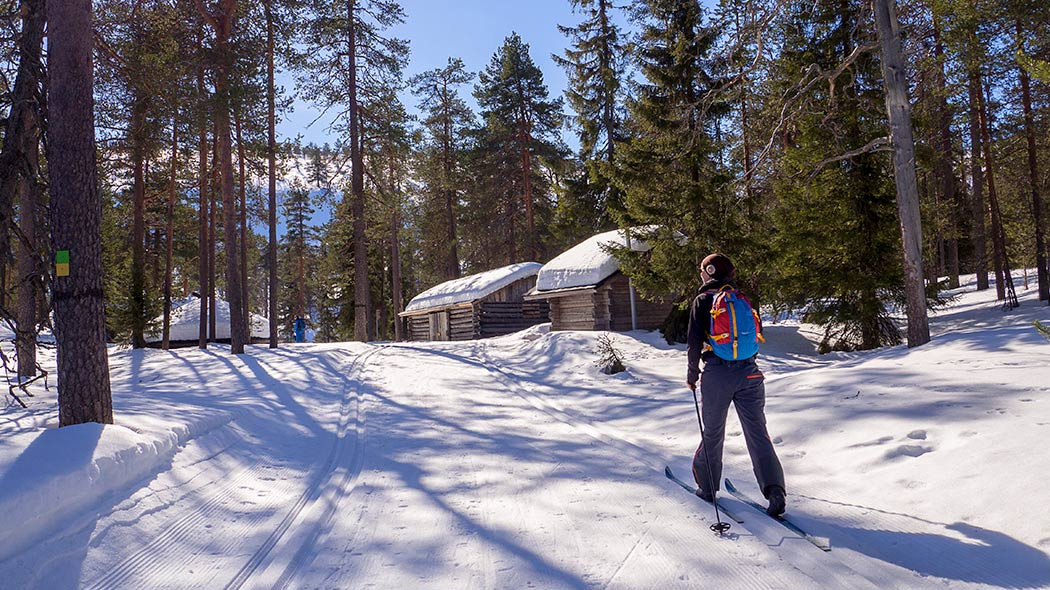 A sunny forest, there is snow on the ground. There is a groomed cross-country skiing track with a person skiing on it in the foreground.
