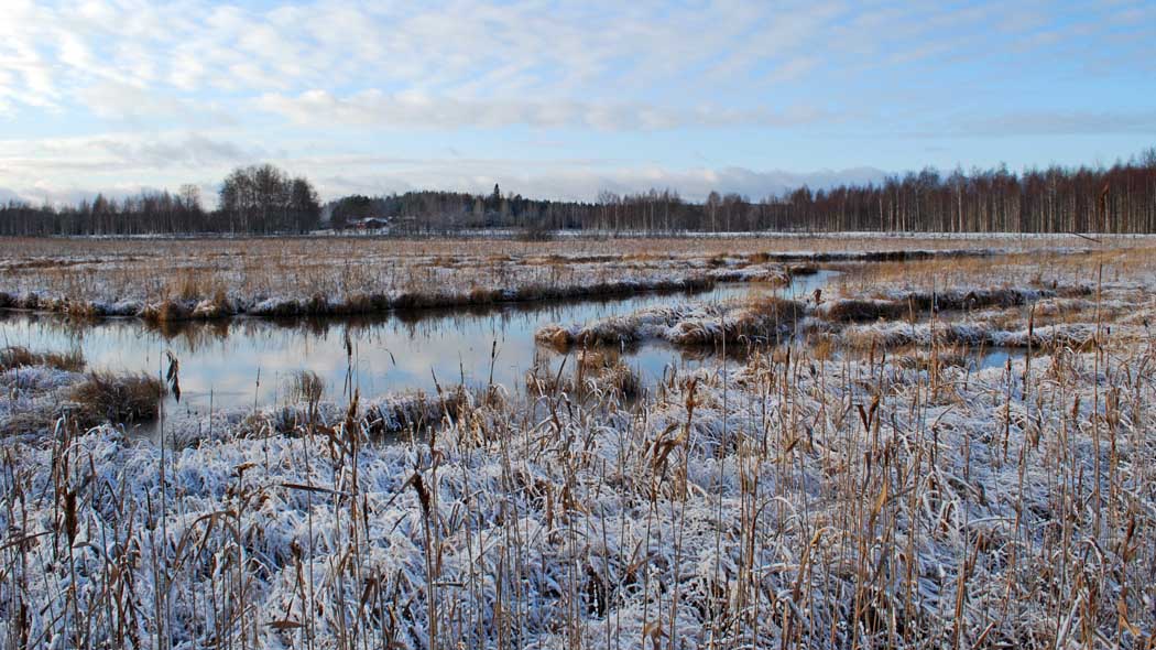 A thin layer of snow on wetland.