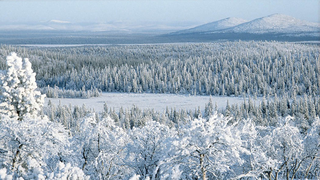Snow-covered deciduous trees and frosty spruce trees down below. Two fell tops in the horizon and the landscape is coloured blue-grey.