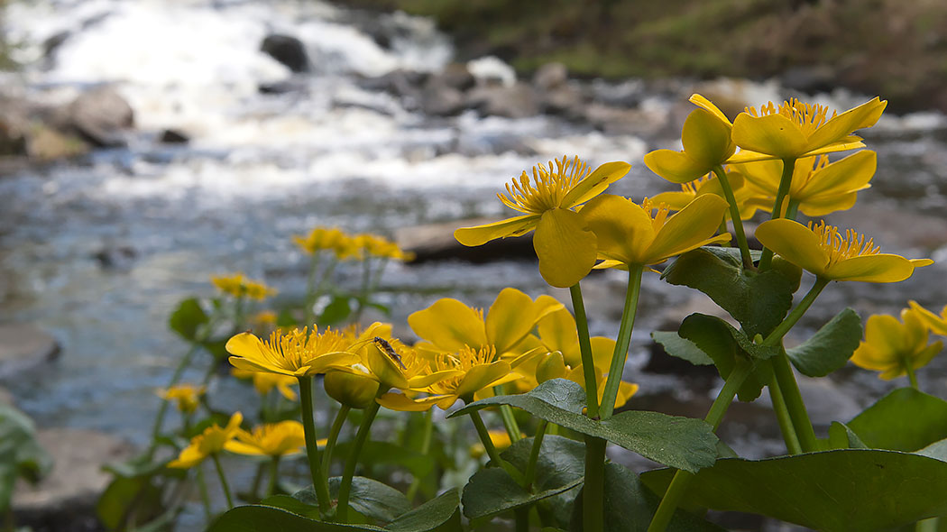 Marsh marigold by the white water.
