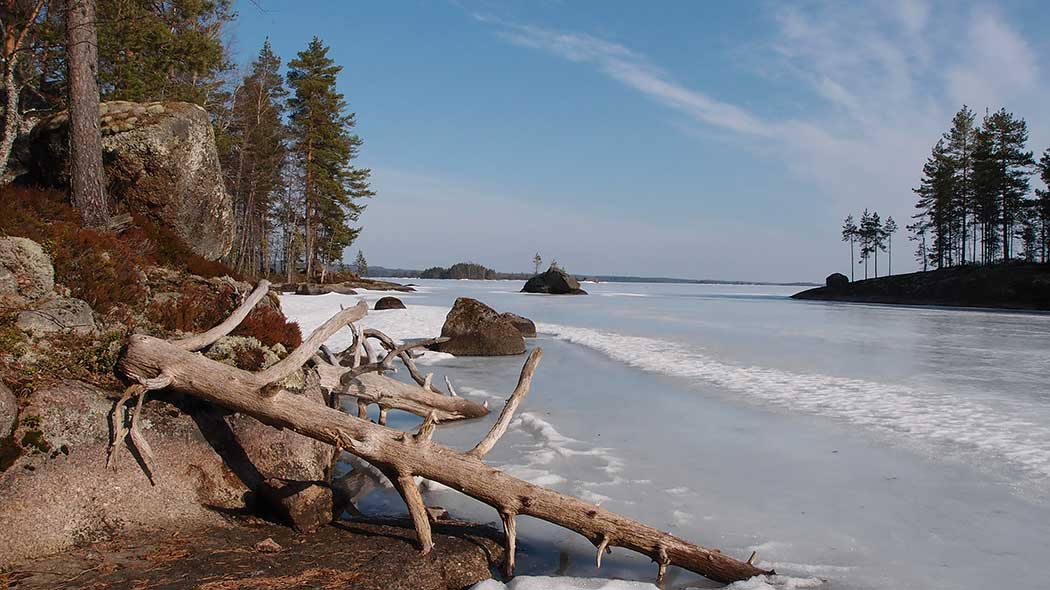 A tree has fallen over an icy lake.