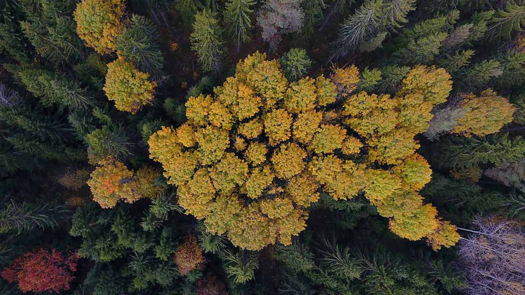 In the aerial view, yellow-leaved aspens in the middle of a coniferous forest.