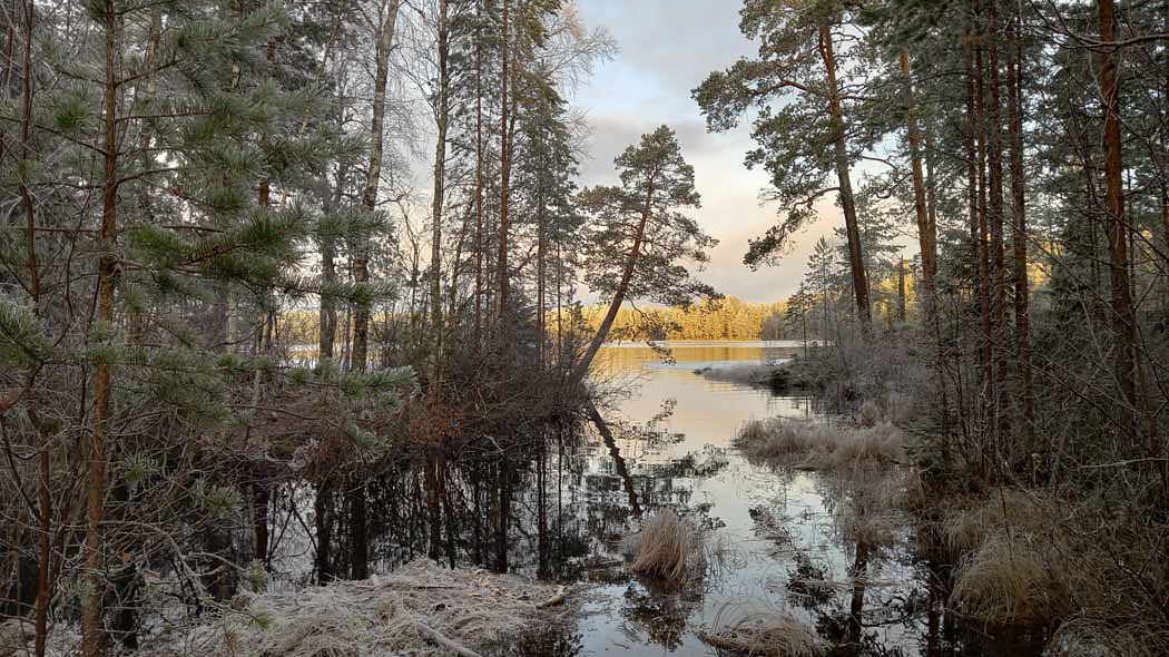 Lake and forest landscape in winter.