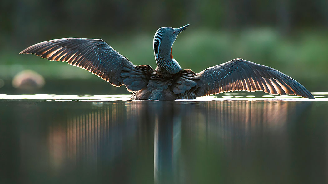 The red-throated diver spreads its wings in the water.