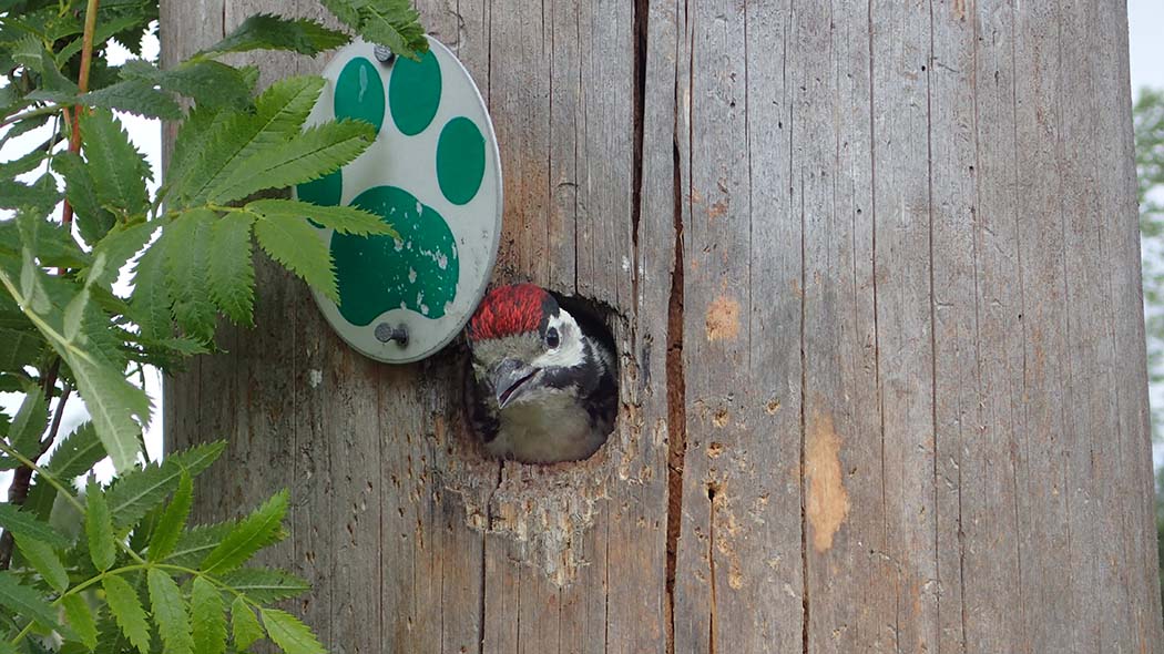 A woodpecker peeking out of a hole in a tree. Next to the hole is a trail marking nailed to the tree trunk.