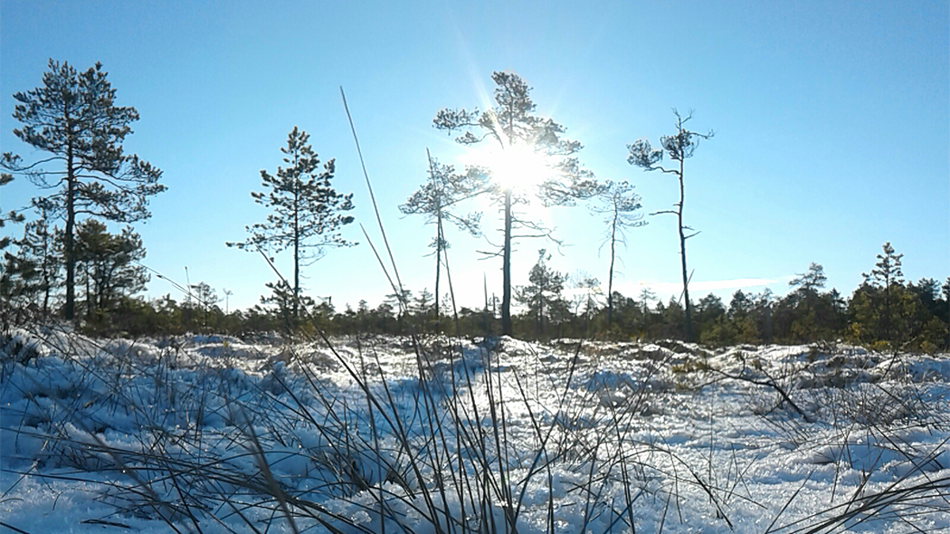 A bog and small pines.