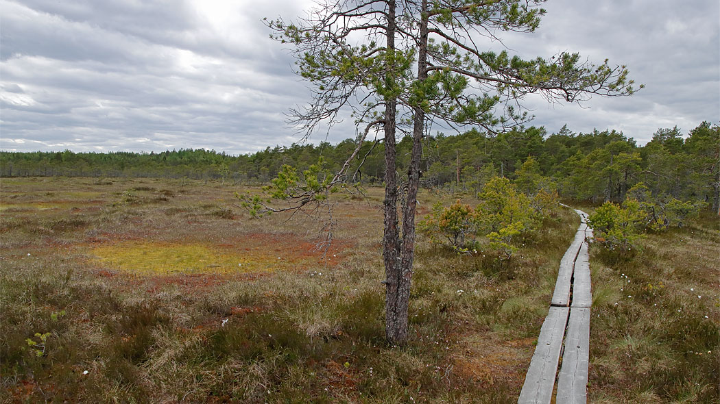 Duckboards in the swamp. In the foreground, there are two pine trees, otherwise there is an open swamp. In the background there is forest.