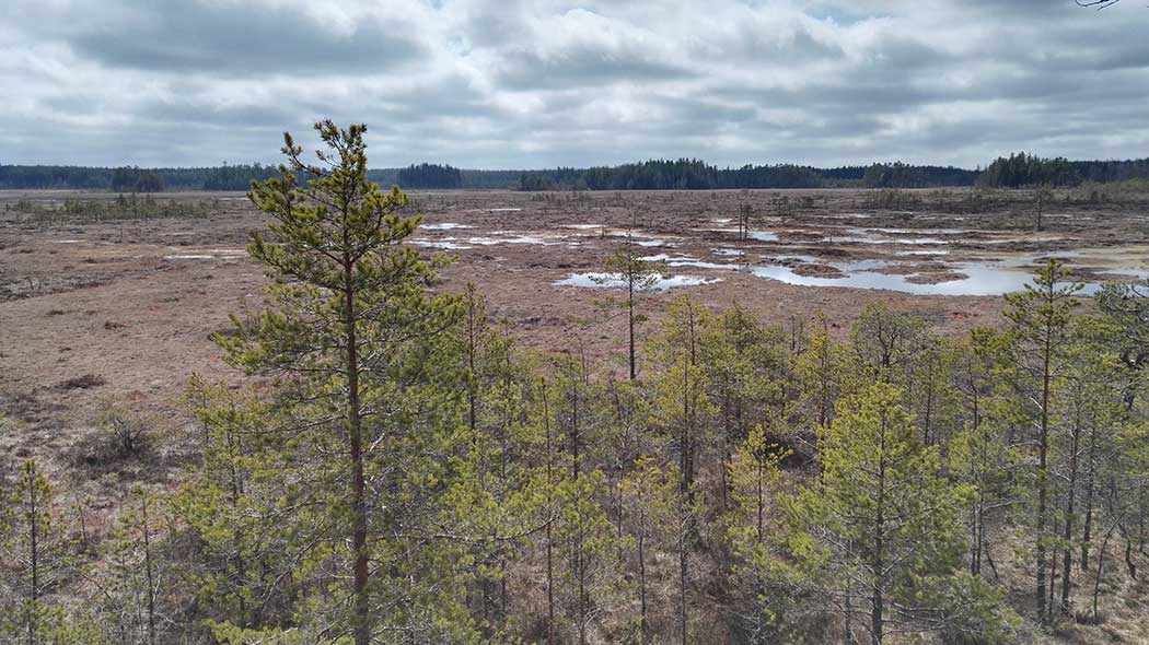 A vast treeless mire area photographed slightly from above. Large ponds can be seen in the middle of the mire. There are low vegetation and small pine trees in the foreground and a forest can be seen on the horizon.