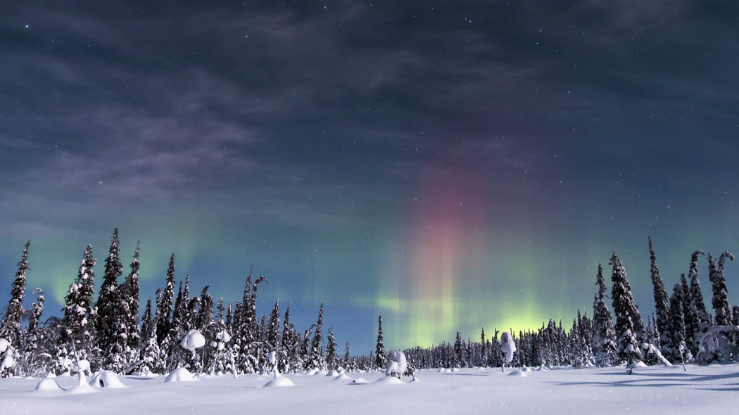A snow-covered spruce forest, a dark sky illuminated by northern lights can be seen above the forest.