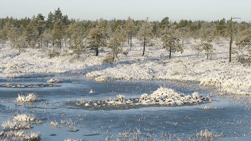 Open marsh landscape in winter. Snow-covered marsh plants.
