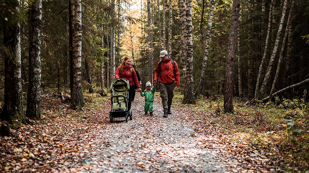A family with a buggy is walking along a wide path covered with hard rock dust in an autumnal forest.