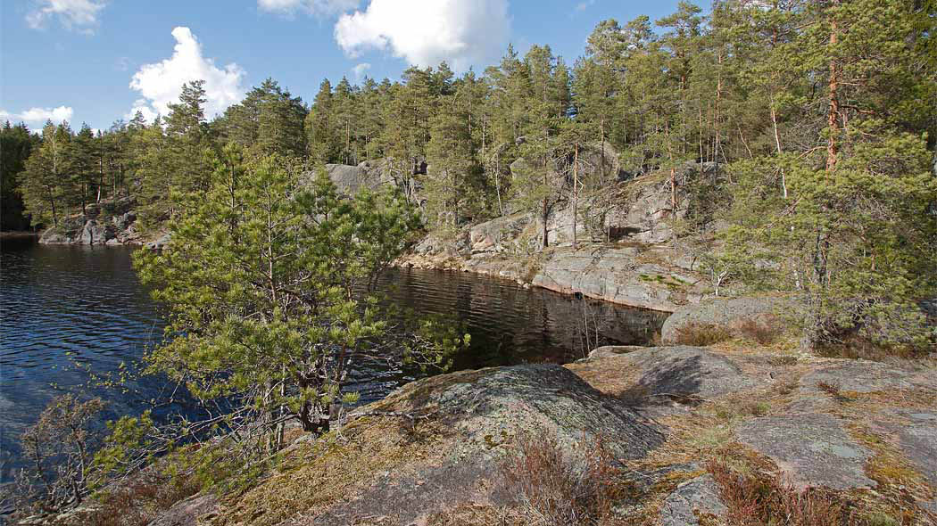 The rocks are surrounded by water on three sides. Pine trees are growing on the rocks.