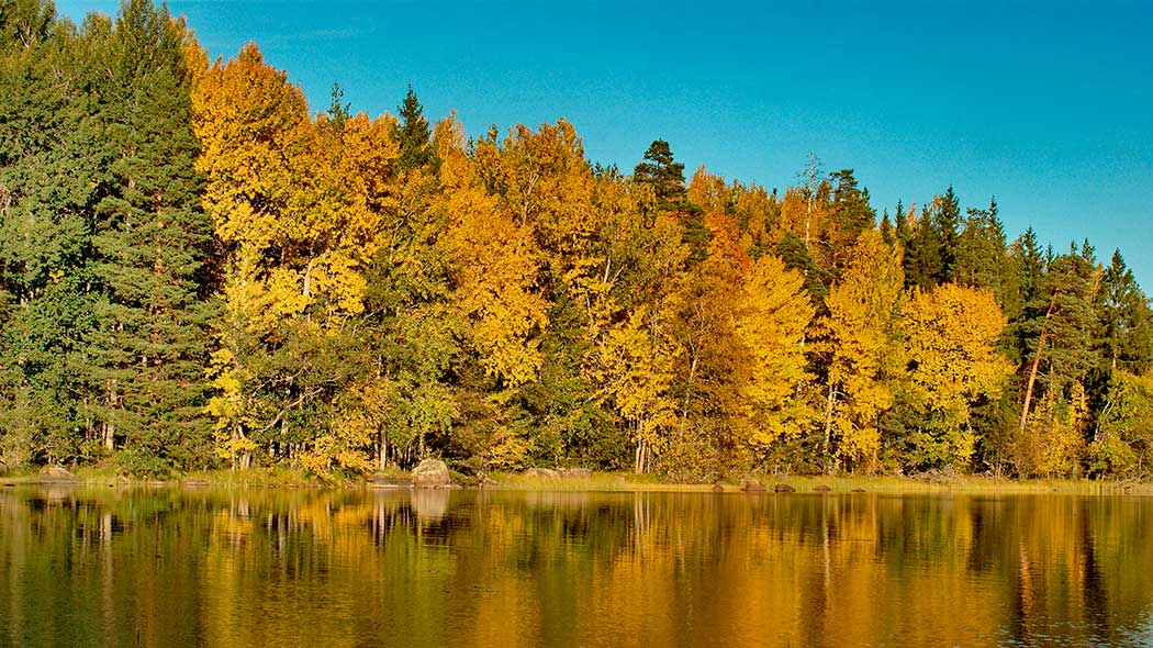 Autumn forest and lake landscape.
