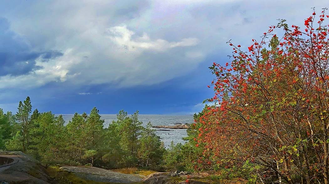 Stormy autumn landscape with rain clouds. In the foreground pine forest and a rowan with rowan berries.