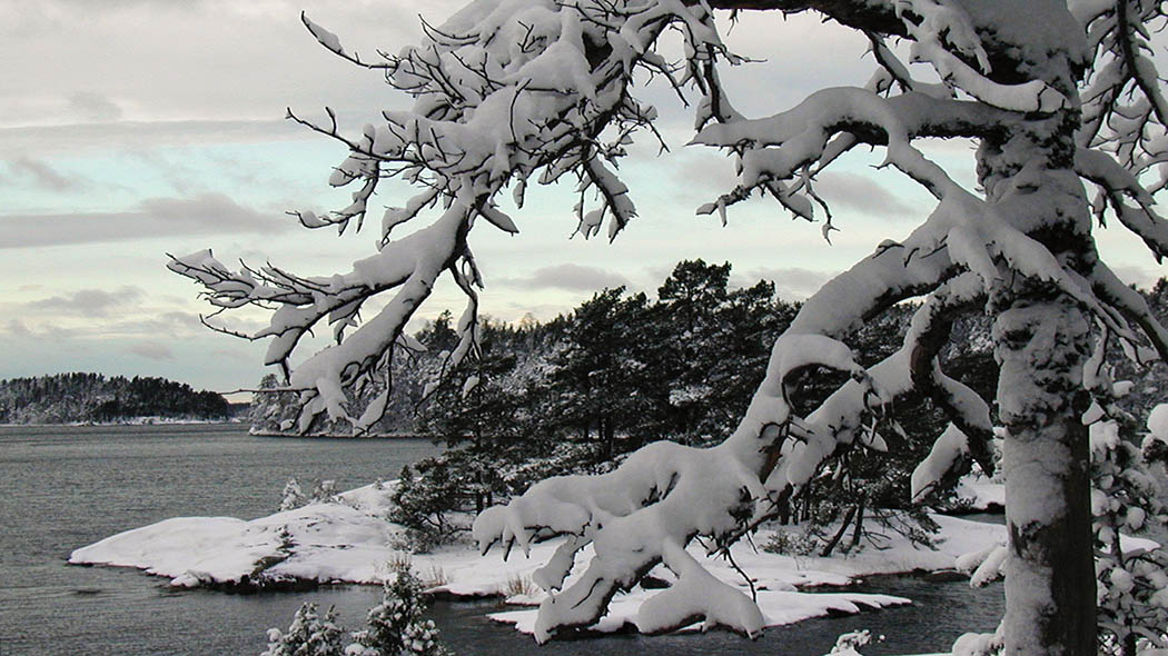 Winterlandscape with snow-covered trees and open water in the background.