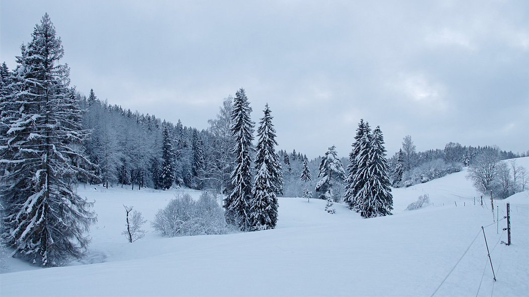 Snowy valley. Large spruces in the middle, forest in the background and an electric fence in the foreground.