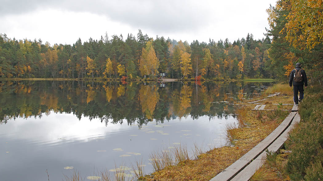 A hiker walks along the duckboards by the lake in Autumn forest landscape.