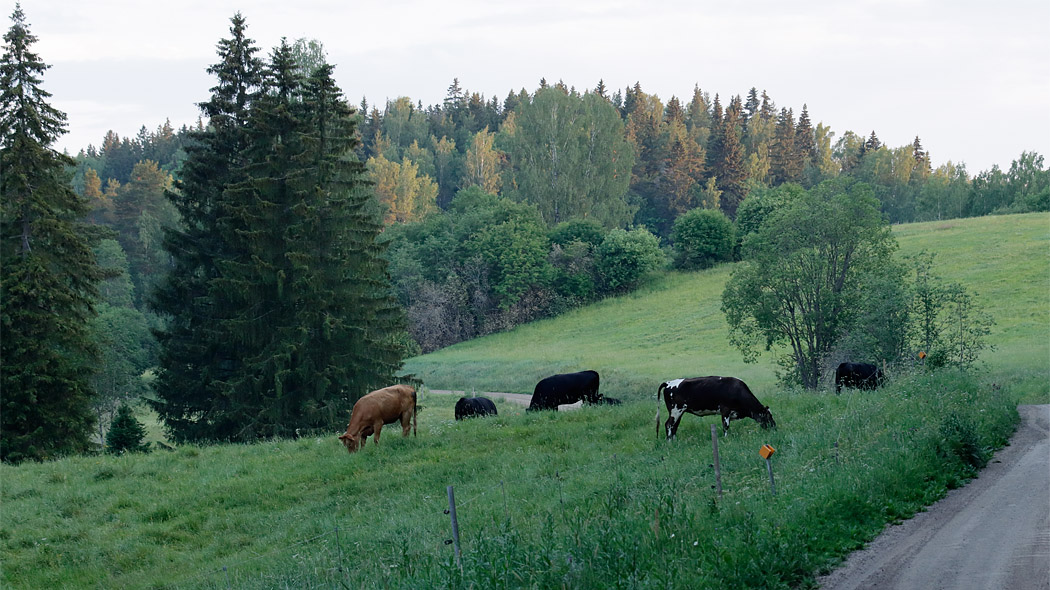Grazing cattle in the meadow in the middle of the forest.
