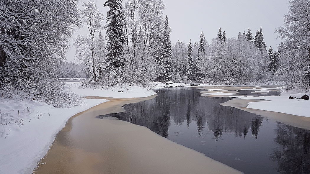 Early winter river scenery. Partly frozen river, spruce trees on the shores.