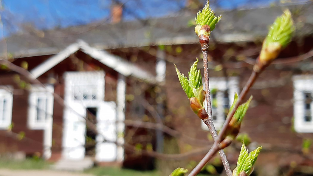 Birch buds. A red log building in the background.
