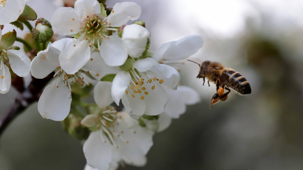 A bee flies among the flowers of an apple tree.