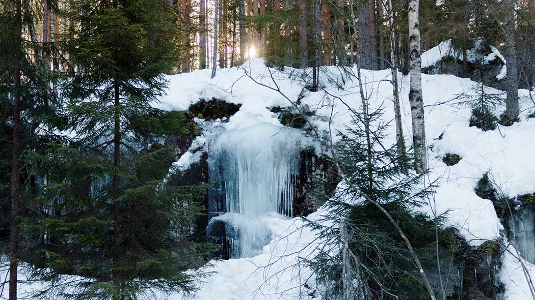 The sun shines through the forest. In the foreground, an icefall on a snowy cliff.