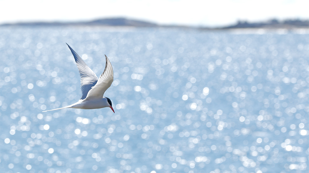An arctic tern flying over the glittering open sea. Photo: Jussi Helimäki.
