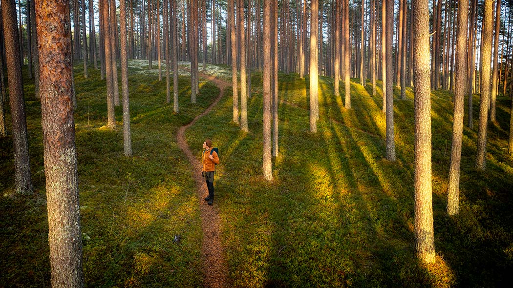 An orange-clad hiker in the middle of a pine forest. The setting sun illuminates the trees and the hiker from the side.