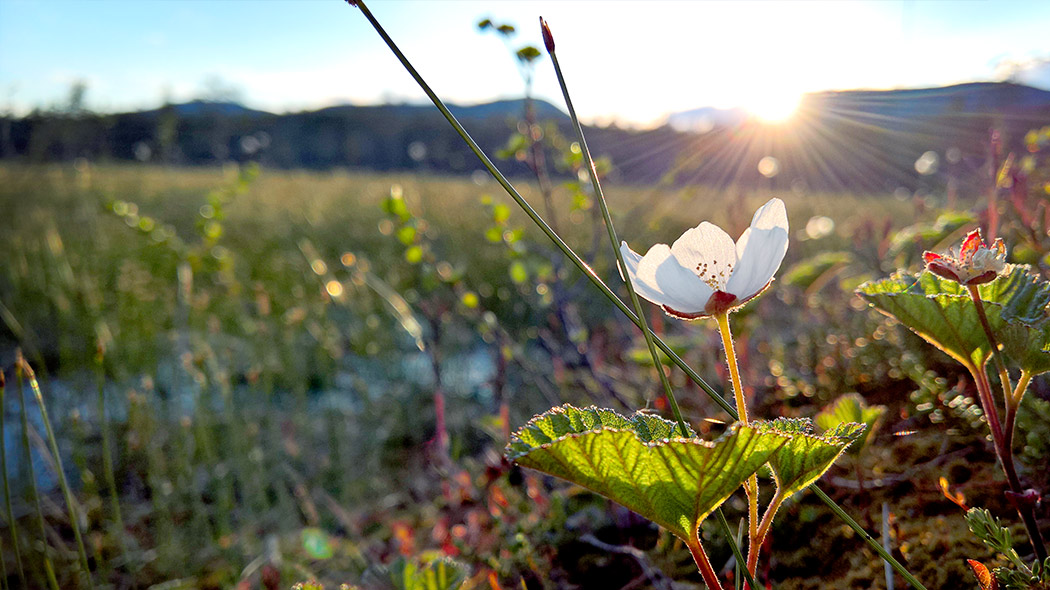 A cloudberry bloom in sunshine with fells in the background.