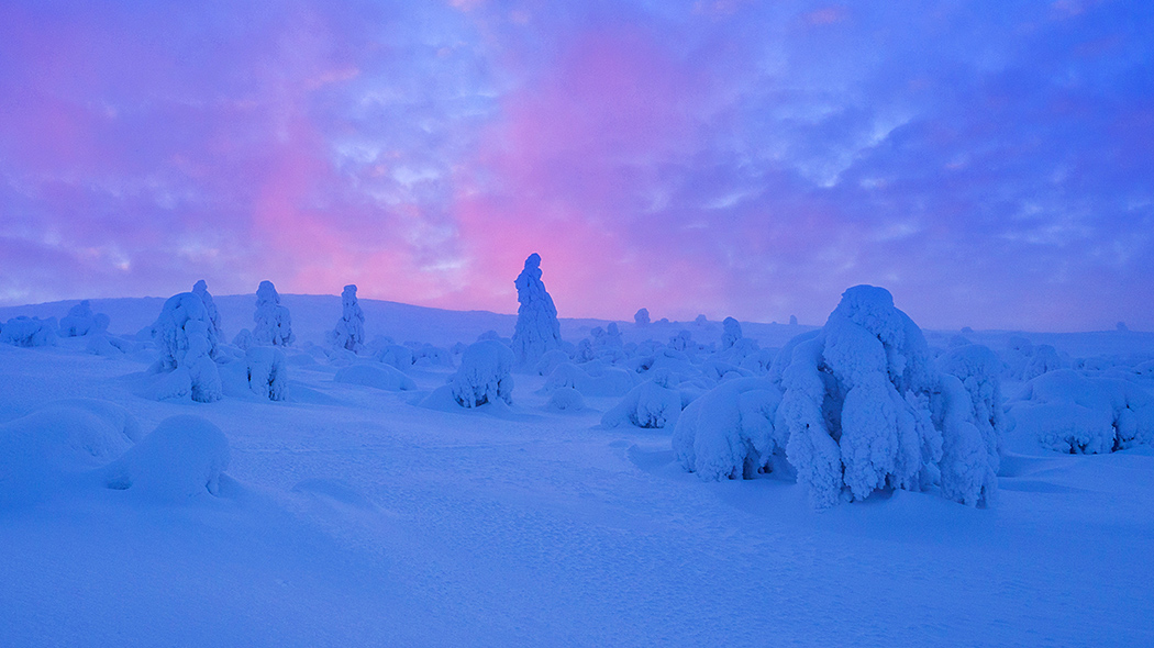 Heavy snow covers trees in a snowy fell scenery. Pink clouds colour the sky.