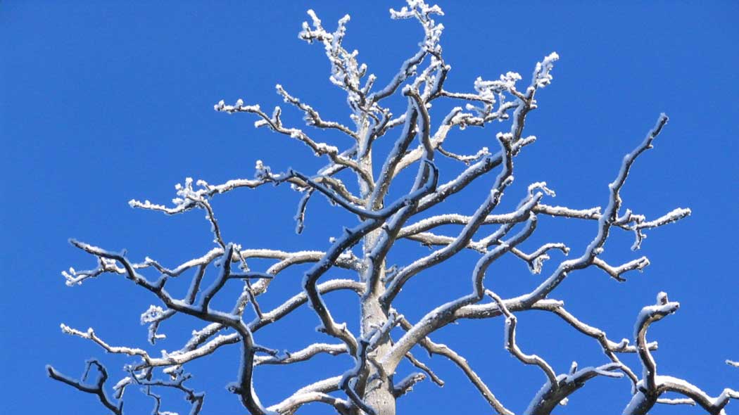 A snowy top of a kelo tree against the sky.