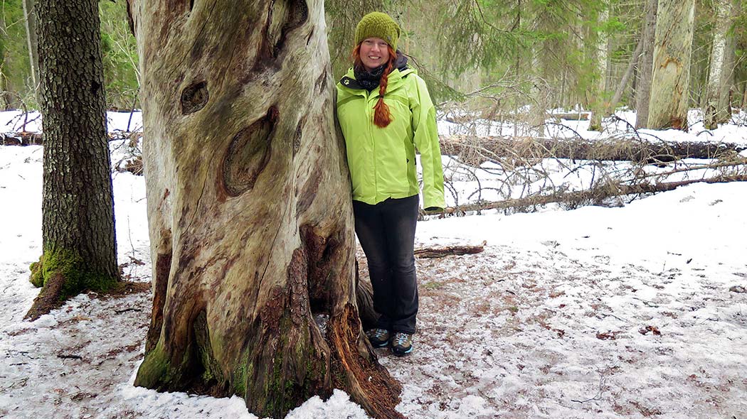 Hiker next to a huge tree. Thin leyer of snow in the forest.