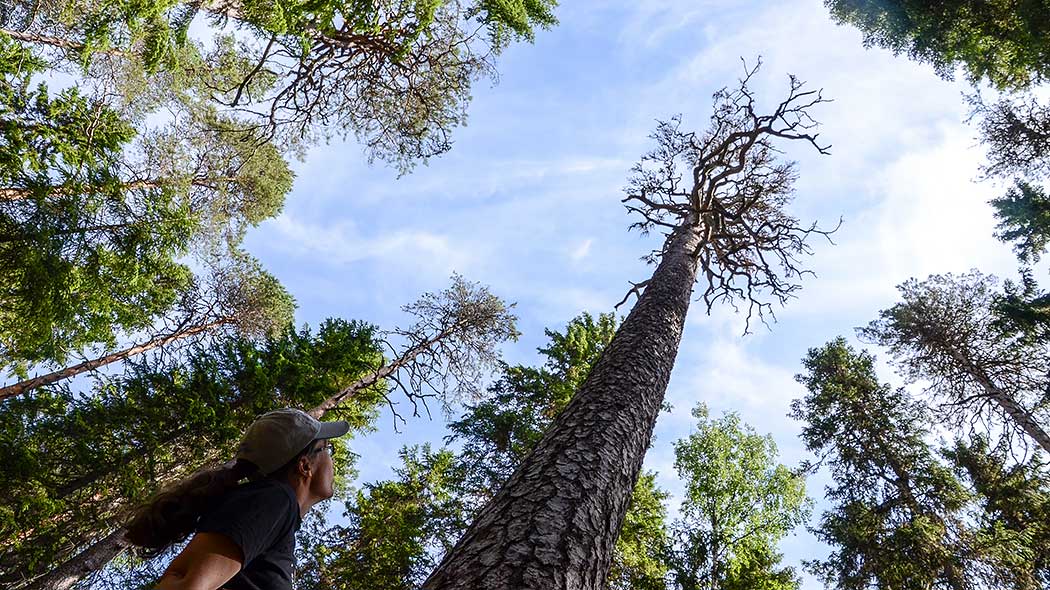 A hiker looking up at a treetop of a big old pine. Several treetops and a few clouds in the sky can be seen in the picture.