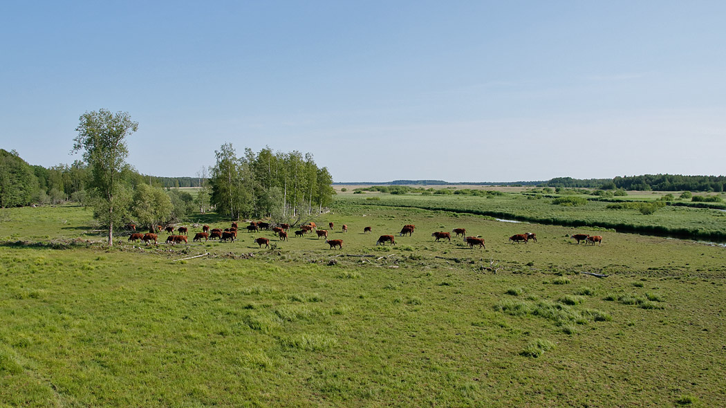Cattle graze on the open meadow in the summer.