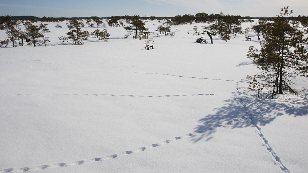 There are animal tracks on an open snow field. The open area is surrounded by pine trees.