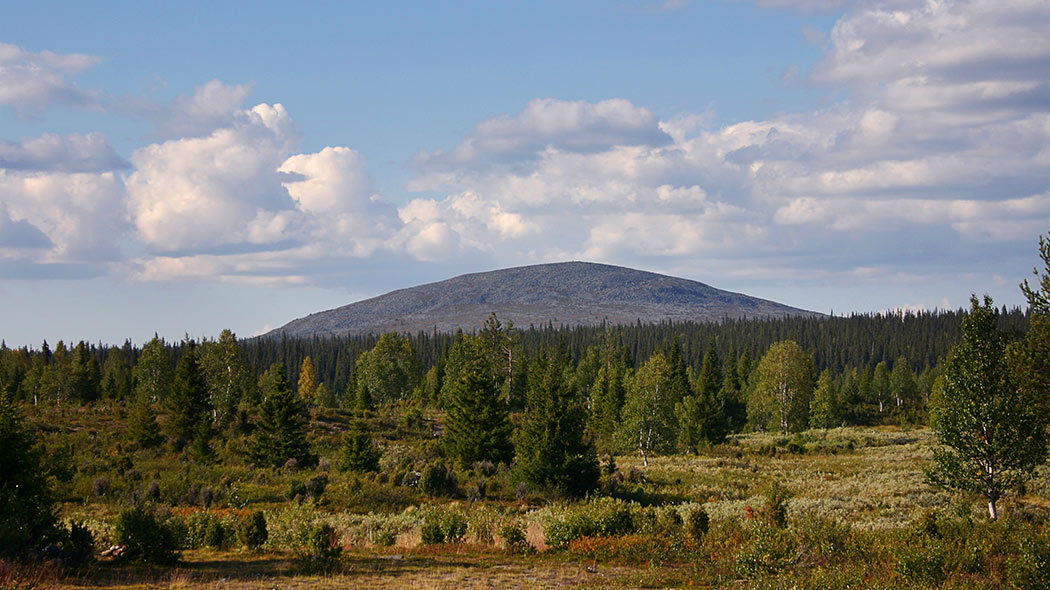 The fell with round top rises behind the spruce forest.