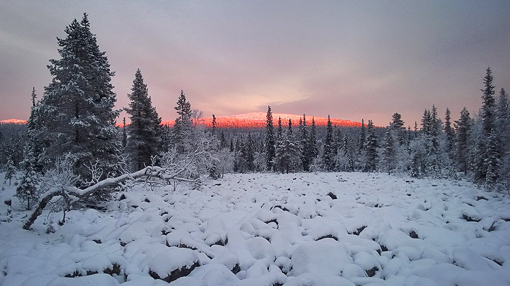 Kivirakkainen tunturi kohoaa lumisen metsän takana.