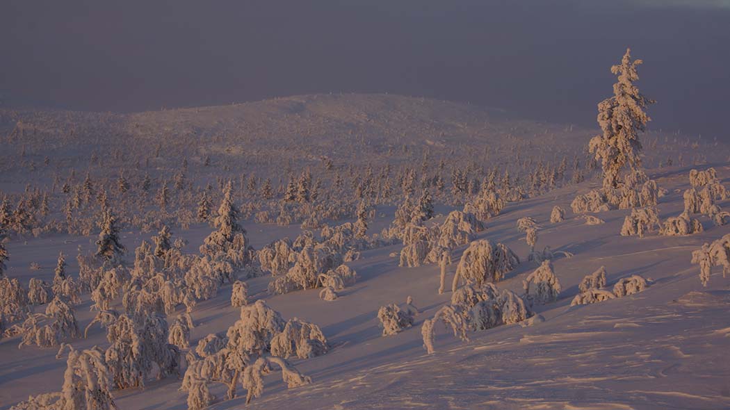 The blue-toned mountain landscape of the beginning of the camouflage, where the border of the snowy mountain bay is hardly different from the sky of the same color. Low barren birches covered with frost snow, bent by the weight of the snow.