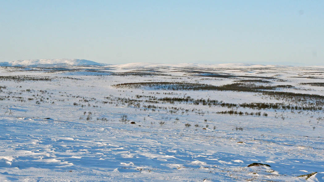 A wintry wilderness landscape. Trees can be seen in the snow.
