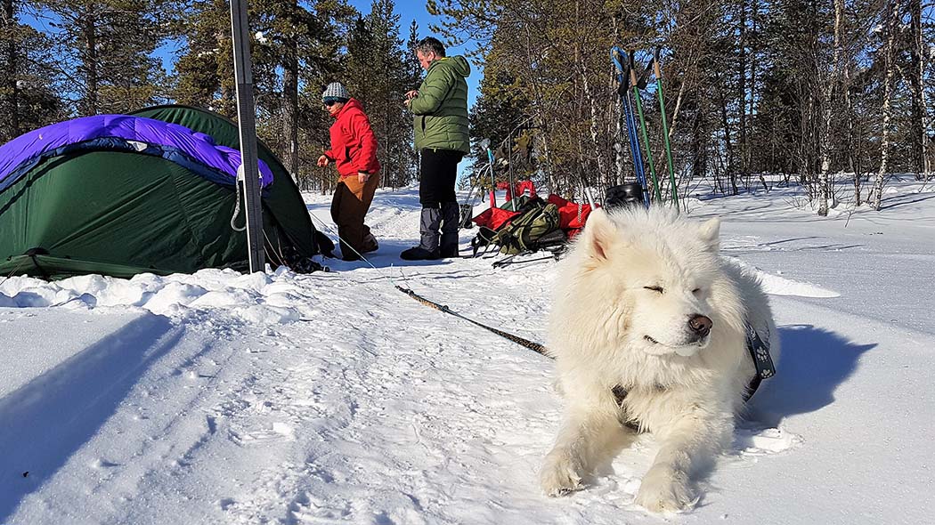 A white dog in a harness lying on a snowmobile path in a snowy forest. In the background a man and a woman in front of a tent. There are skis and sticks on the ground.