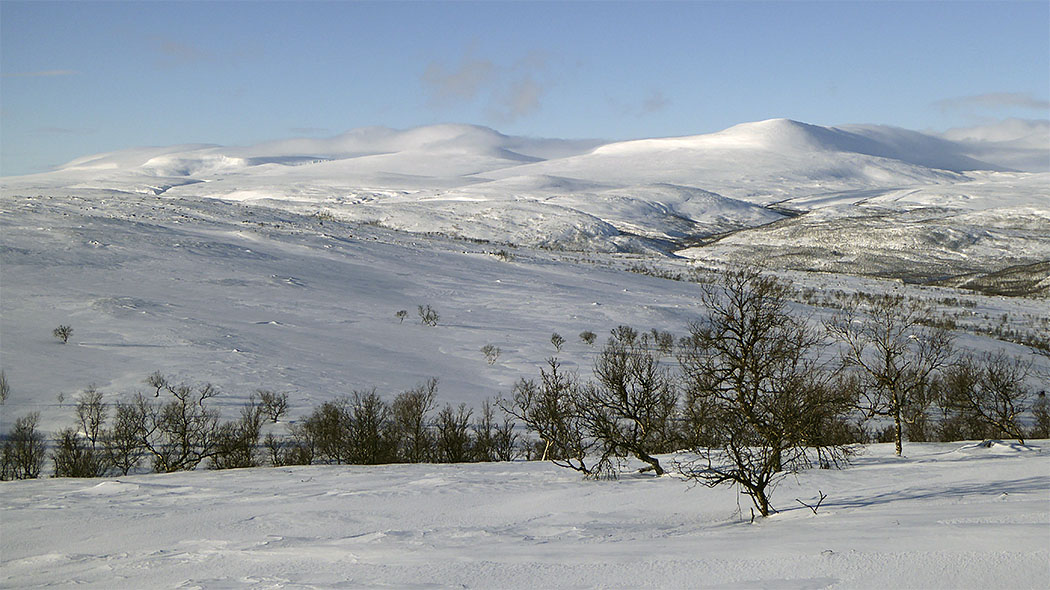 Snowy mountain landscape and leafless mountain birches.