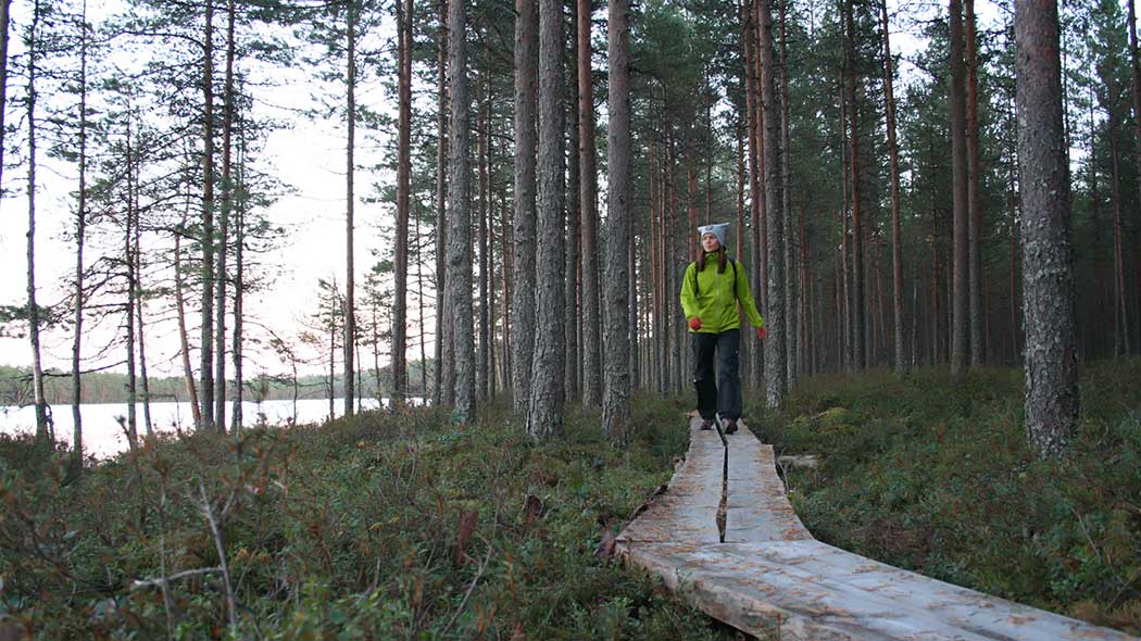 A hiker walks along the duck boards in a pine forest. There is a lake on the left side of the photo.