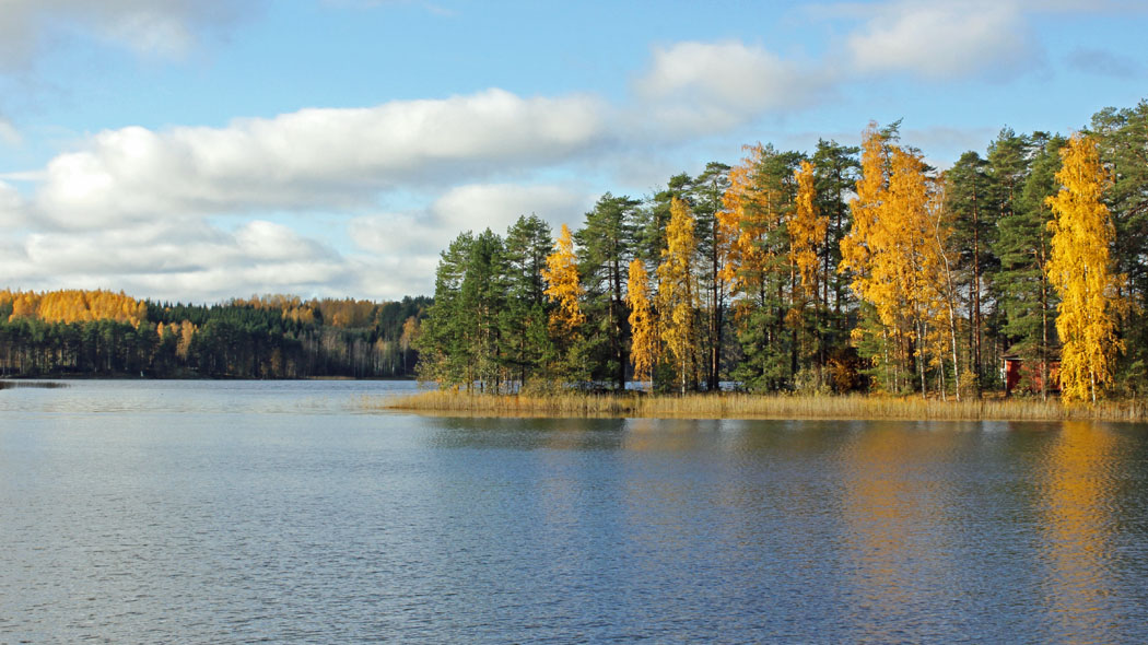 An autumn shore landscape where the coniferous forest is coloured yellow by birch trees. A red cabin can be seen between the trees.