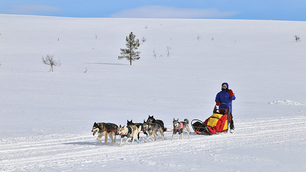 A sled of six dogs in the open fell area in winter. The driver's hand raised in greeting.