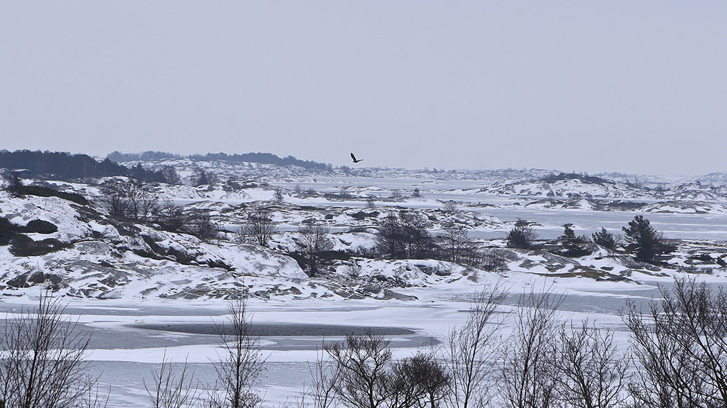 The ice has settled on the sea. Among the ice are islets with snow. A sea eagle flies over the islets.
